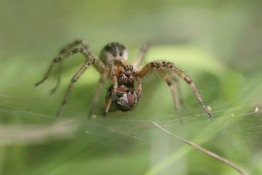 Spider Agelena labirynthica