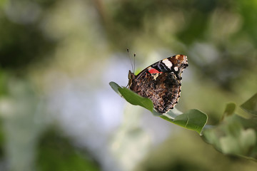 Red Admiral Butterfly - Vanessa atalanta