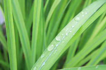 Water drops on natural green leaves