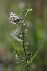 Bath white Pontia daplidice butterfly