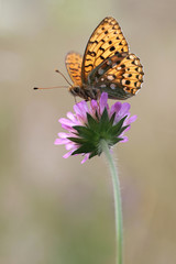 Dark Green Fritillary butterfly - Argynnis aglaja