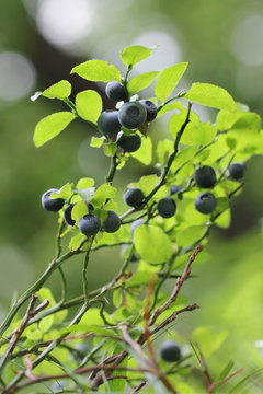 Vaccinium myrtillus - bilberry, blueberry
