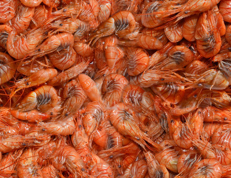 Boiled shrimps. Seamless pattern closeup. 