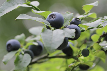 Vaccinium myrtillus - bilberry, blueberry