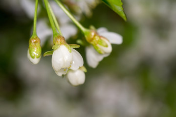 White Blossom in Spring