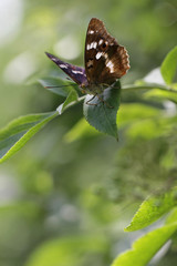 Fototapeta na wymiar Purple Emperor (Apatura iris)