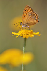 red butterfly Scarce Copper , Lycaena virgaureae