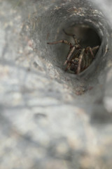 Funnel Web Weaver Grass Spiders out on his funnel web 
