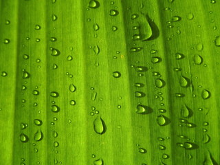 Under of banana leaf background with raindrop on above
