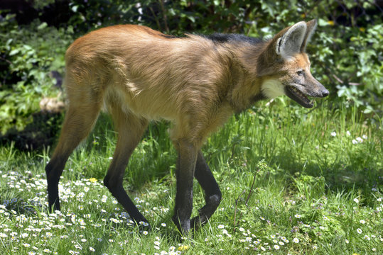 Maned Wolf walking on grass