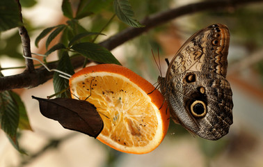 Motyle egzotyczne