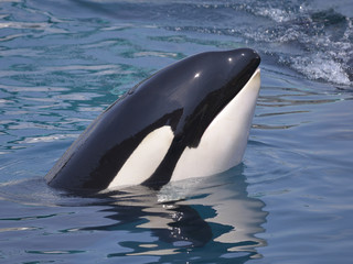 Naklejka premium Head of killer whale