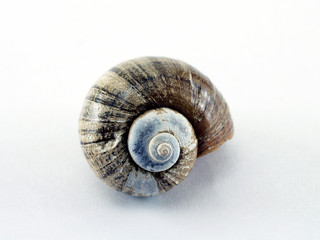 Shells from the river for home decorate