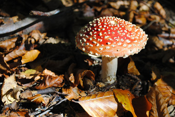 Mushroom fly agaric midst of fallen autumn orange leaves