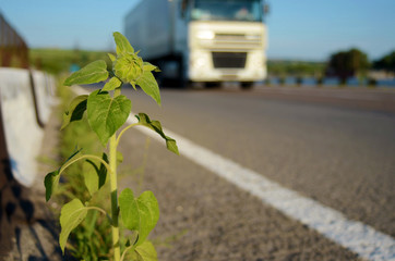 Sunflower on the road and a truck (delivery of goods, freight tr