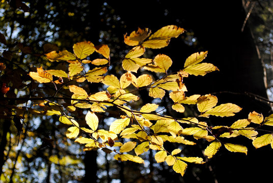 Autumn yellow leaves on a tree branch in the forest in sunlight