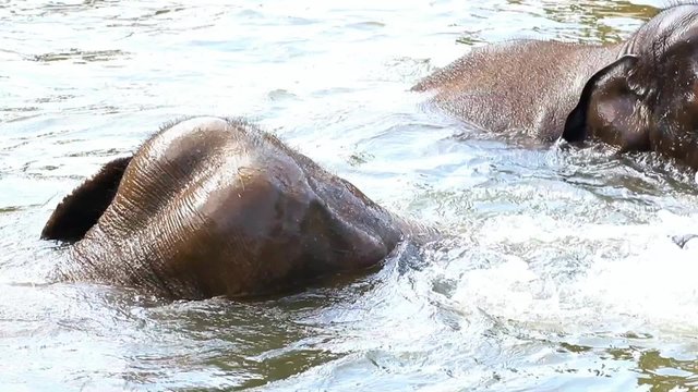 a pair of elephants relaxes in the water