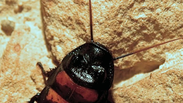 cockroach close up (Gromphadorhina portentosa)