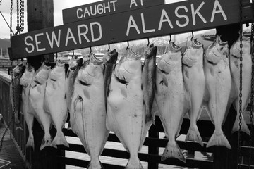 Pescato alaska