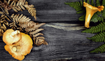 chanterelle mushrooms © LanaK