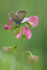 Common Blue butterfly - polyommatus icarus