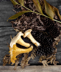 chanterelle mushrooms