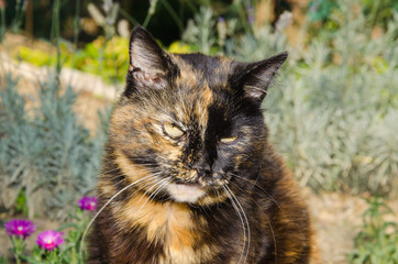 Gatta calico tra i fiori in giardino