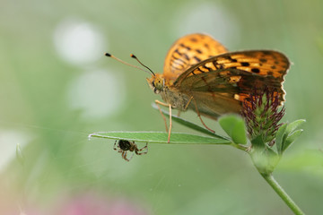 Big butterfly