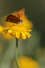 red butterfly Scarce Copper , Lycaena virgaureae
