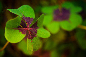 Glücksklee für Dich!