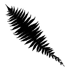 Fern silhouette