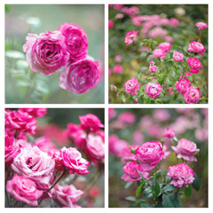 blooming pink roses in the garden .shallow depth of field and soft focus.