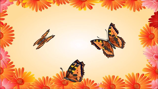 Animation of illustration seamless loop Butterflies Vanessa atalanta and gerberas 