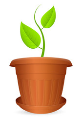 flowerpot plant