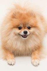 Obraz premium pomeranian dog cute pets happy in home
