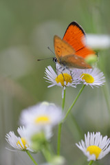 Common fleabane, Erigeron with butterfly Scarce Copper , Lycaena virgaureae 