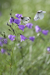 bellflower (Campanula) with white butterfly and nature medow beckground