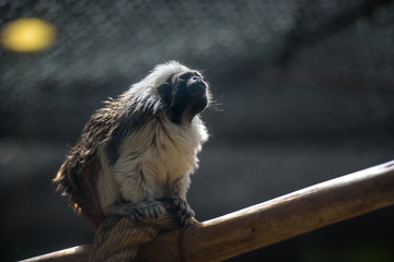 Cotton-top tamarin monkey
