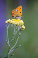 Immortelle - Helichrysum arenarium is also known as dwarf everlast with butterfly