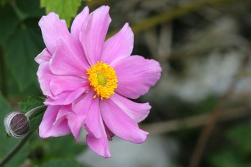Obraz premium Anemone japonica