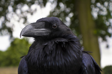 Raven.