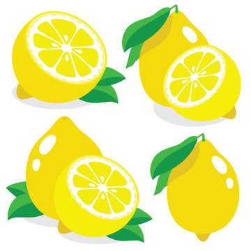 Fresh lemons vector illustration