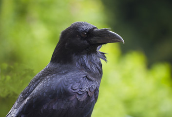 Raven.