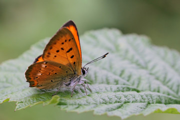 red butterfly Scarce Copper , Lycaena virgaureae