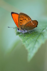Fototapeta na wymiar red butterfly Scarce Copper , Lycaena virgaureae