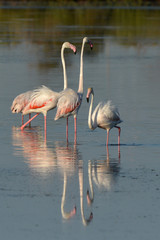 flamants roses