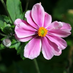 Anemone japonica