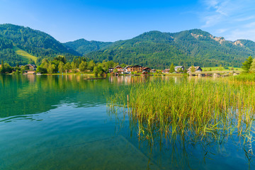Green grass in water on shore of Weissensee alpine lake in summer landscape, Austria