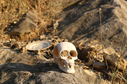 Artificial skull and plate thrown on the rock, among dry grass. Selective focus.