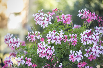 Obraz premium Pink bicolor geraniums in the home garden.
